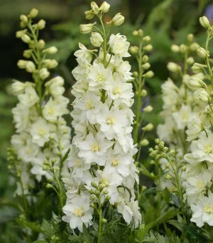 Delgenius™ Neva Delphinium